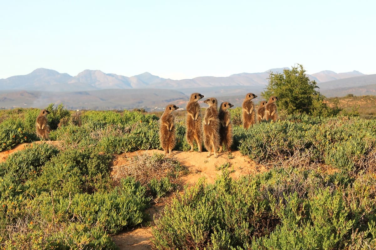 Why the Karoo is a hidden paradise for naturalists