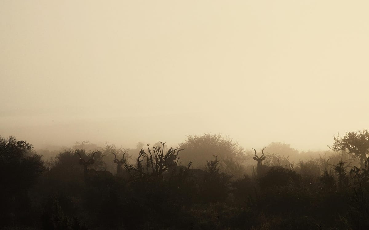 Signs of the bosgees: the Karoo's most enduring ghost