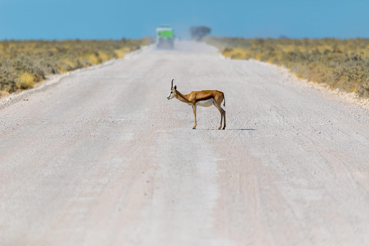 What the springbok migrations taught the Karoo