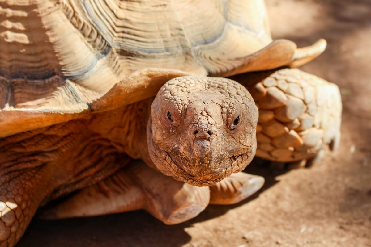 The slow drama of a tortoise crossing the road