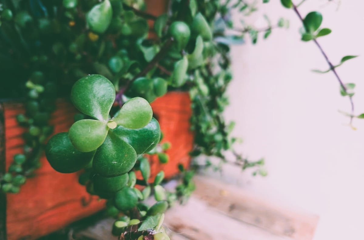 United Nations support elevates a local solution to a global model