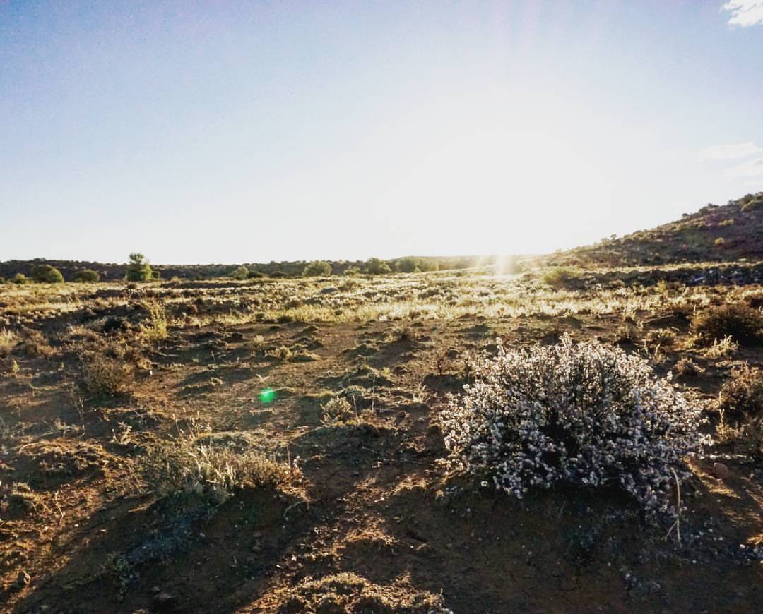 8 Fascinating facts about the Karoo biome