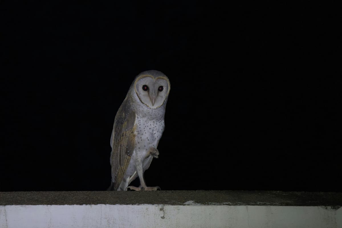 The secret lives of Karoo owls