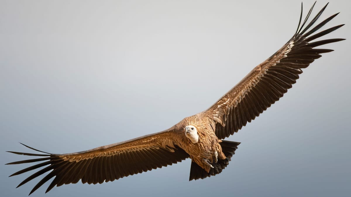 Wind farms are changing the work of bird conservationists