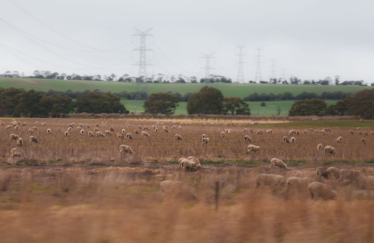 Why good grazing does not always mean an easy year for Karoo farmers