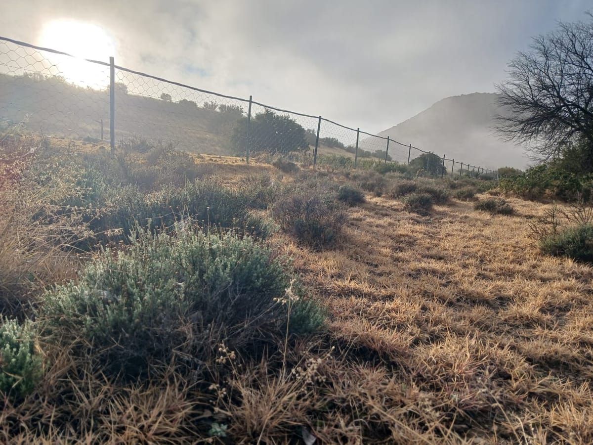 Could indigenous plants create new income for Karoo farms?