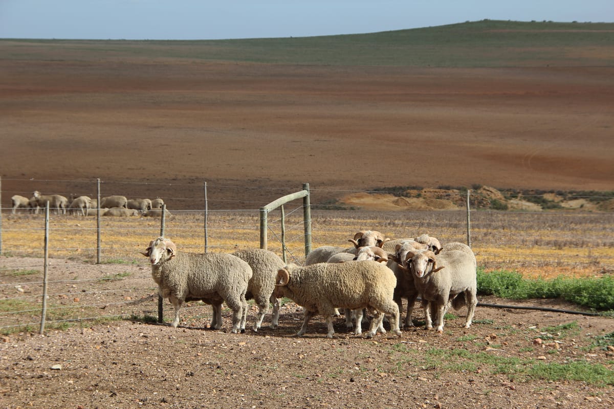 The long journey from Karoo wool to finished cloth