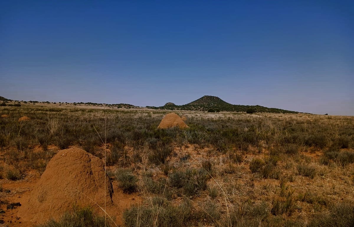 The ancient underground life of Karoo termites