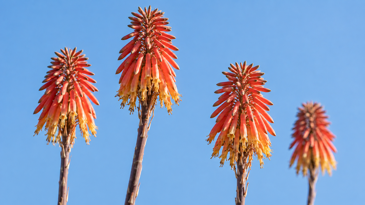 Travellers are coming to the Karoo to look at gardens