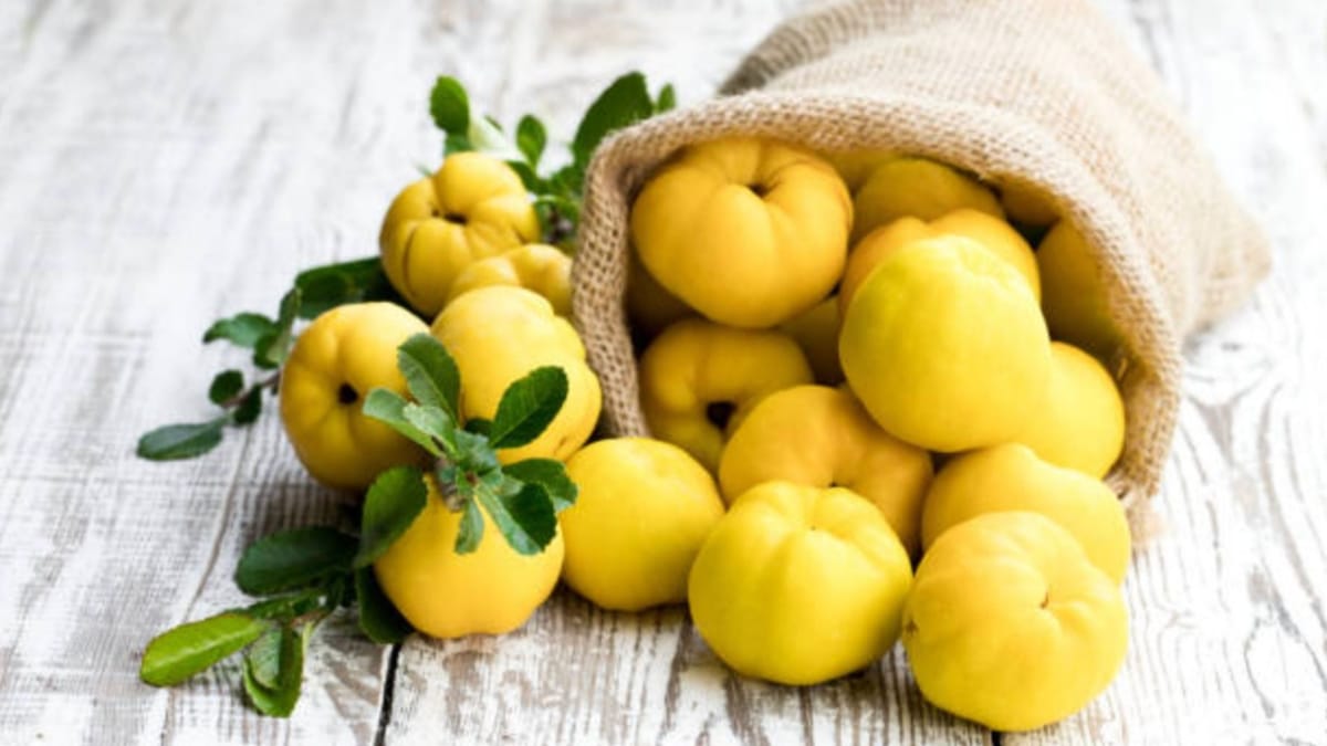 What happened to the quince?