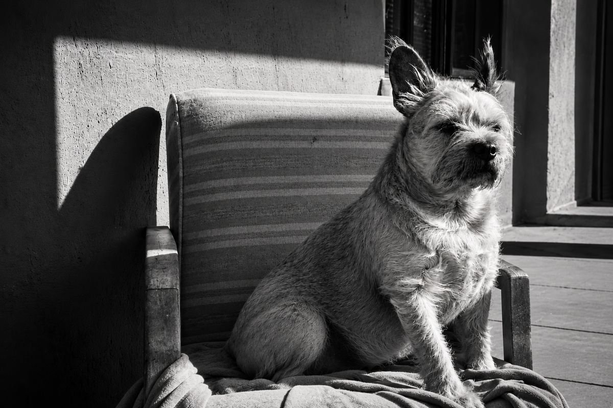 Eulogy for a dog that loved to chase cows