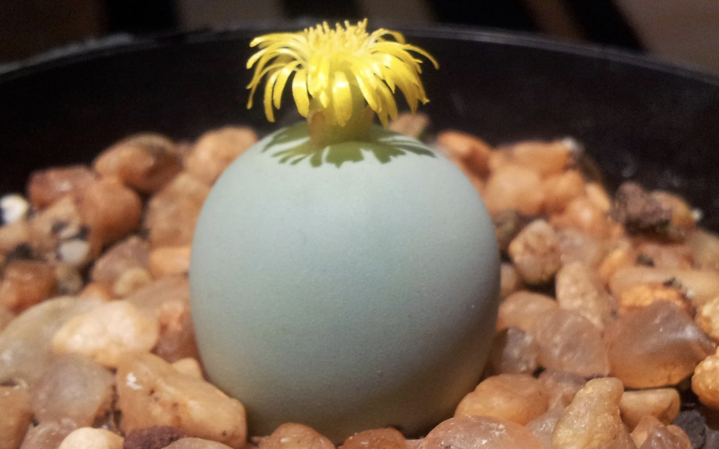 What happens to a succulent after the police seize it?