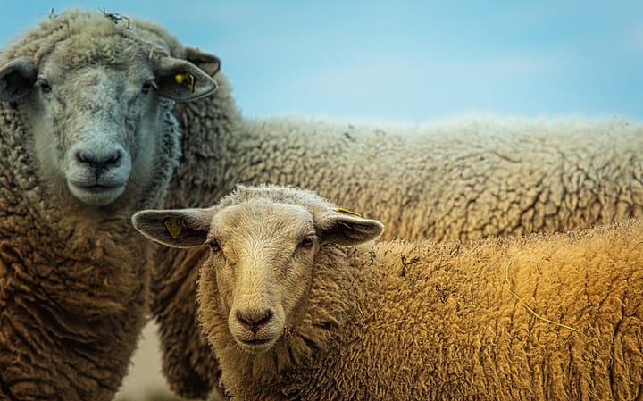 South Africa’s growing trade ties with Asia and the Middle East could boost Karoo farmers