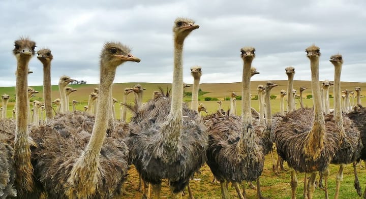 Tariff pressures bite into Karoo ostrich leather trade