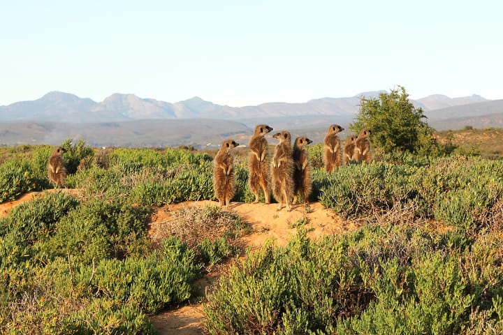 Why the Karoo is a hidden paradise for naturalists
