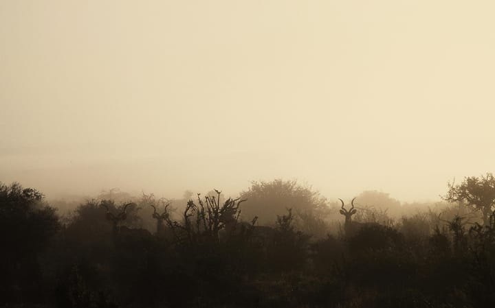 Signs of the bosgees: the Karoo's most enduring ghost
