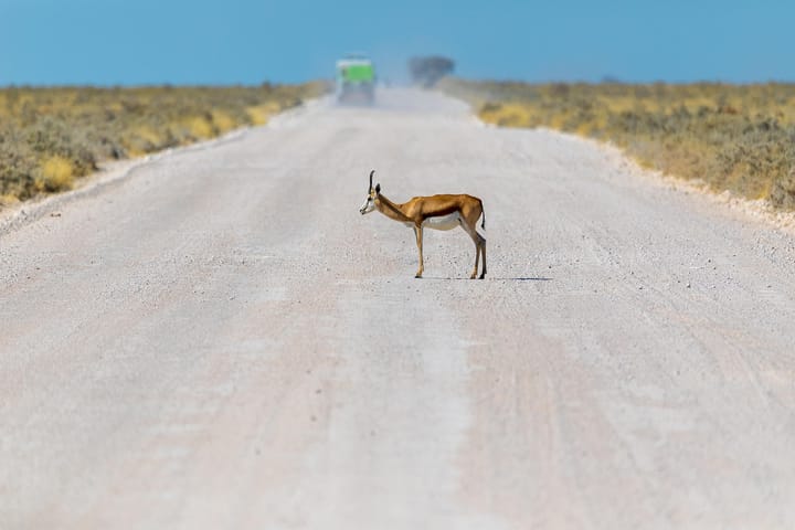 What the springbok migrations taught the Karoo