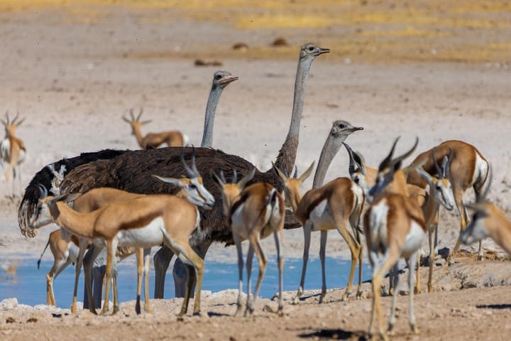 Wildlife joins wool in the Karoo’s evolving farm model