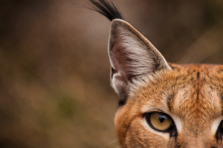 The surprising wildlife of the Sutherland Plateau