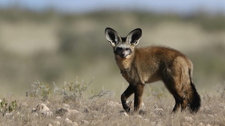How a small fox helps protect grazing land across the Karoo