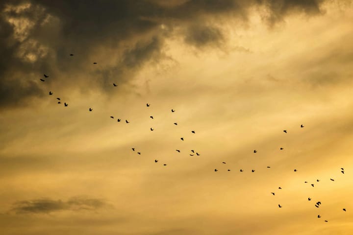 The tiny birds that make the Karoo sing