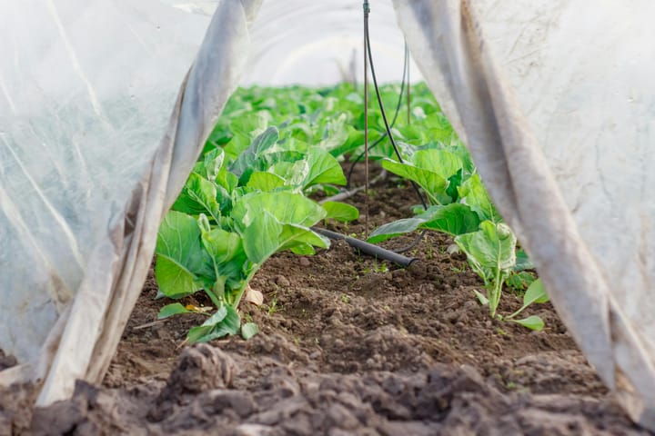 How Karoo farmers are turning small plots into big returns