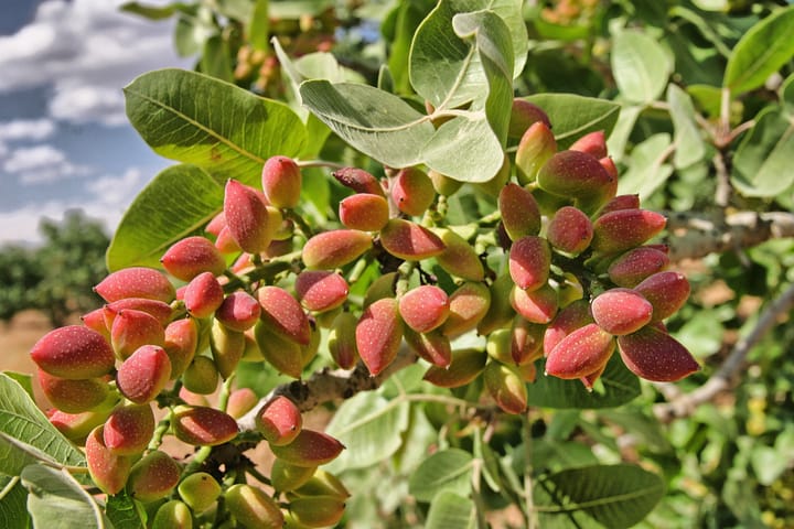 Can the Karoo region get in on the pistachio boom?