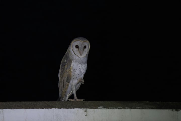 The secret lives of Karoo owls