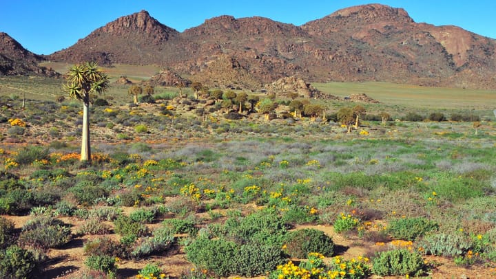 The hidden value of Karoo plant life