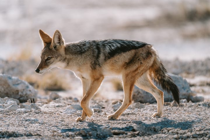 How one predator changes an entire ecosystem