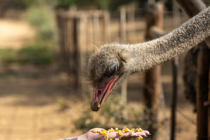 Tourists keep coming back to the Klein Karoo despite extreme weather