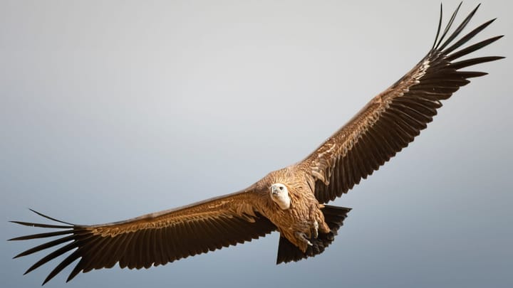 Wind farms are changing the work of bird conservationists