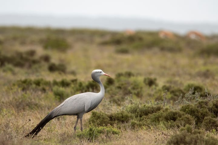 Have you seen a blue crane? The Karoo’s sightings could help save them