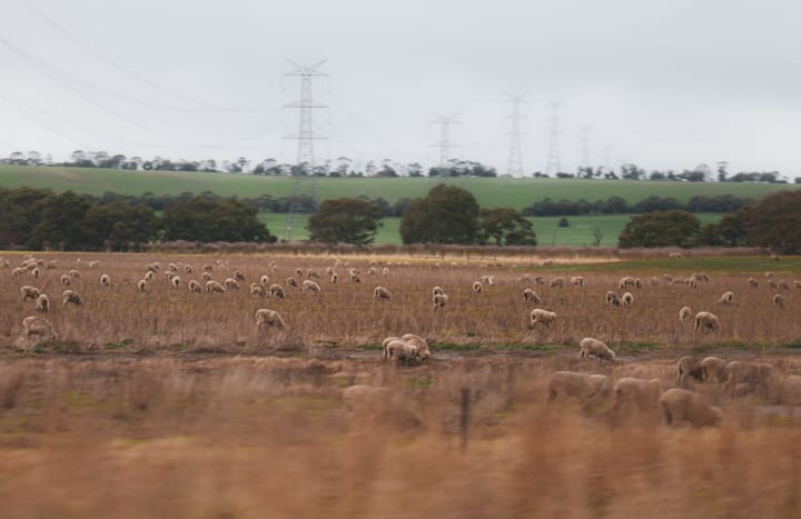 Why good grazing does not always mean an easy year for Karoo farmers