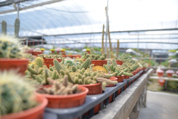 Could indigenous plants create new income for Karoo farms?