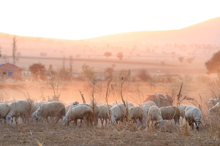 A potentially historic El Niño is developing. What should the Karoo prepare for?