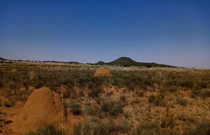 The ancient underground life of Karoo termites