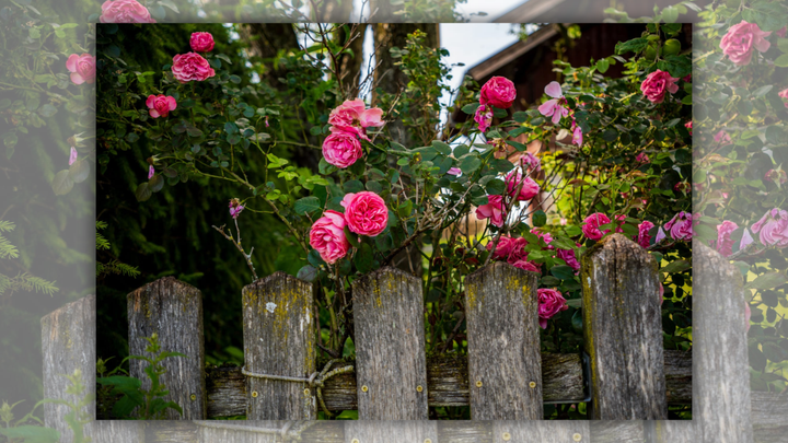 Why we keep planting roses