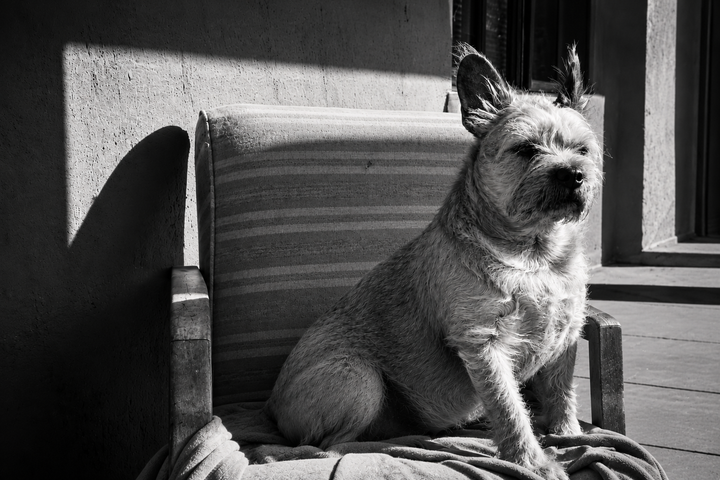 Eulogy for a dog that loved to chase cows