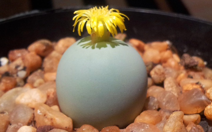 What happens to a succulent after the police seize it?