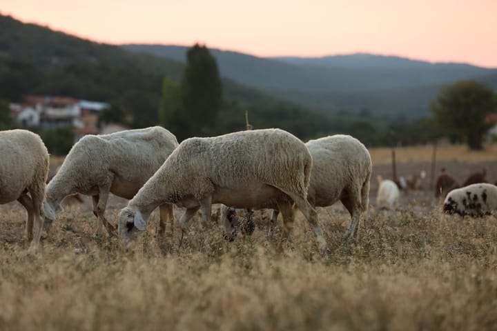 Was this really the Karoo’s best season since the 1970s?